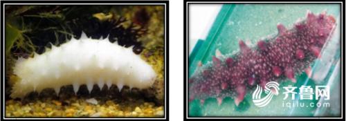 端午节旅游攻略自驾游山东,端午小长假合适去哪玩自驾