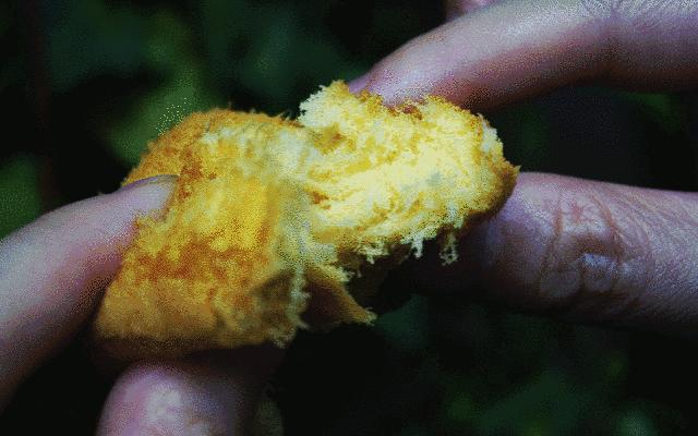 不用排队也能吃的肉松小贝,吃货福利不用再排队