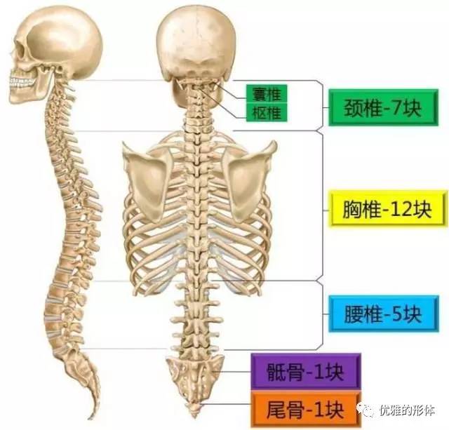 中医含胸驼背体态纠正,日本平背体态矫正
