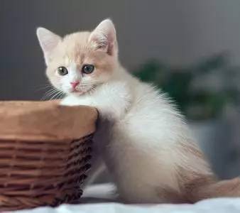 娆ч槼鑻辫鍚姏,娆ч槼鍚姏