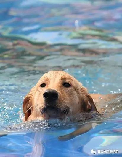 天冷怎么护理狗宝宝,天气冷了狗宝宝应该怎么养