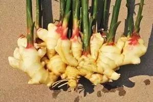 阳台种生姜的种植方法和时间,家庭种姜的正确方法和步骤