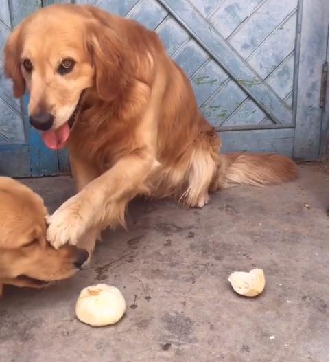 金毛对小孩儿温柔,金毛真是个暖男