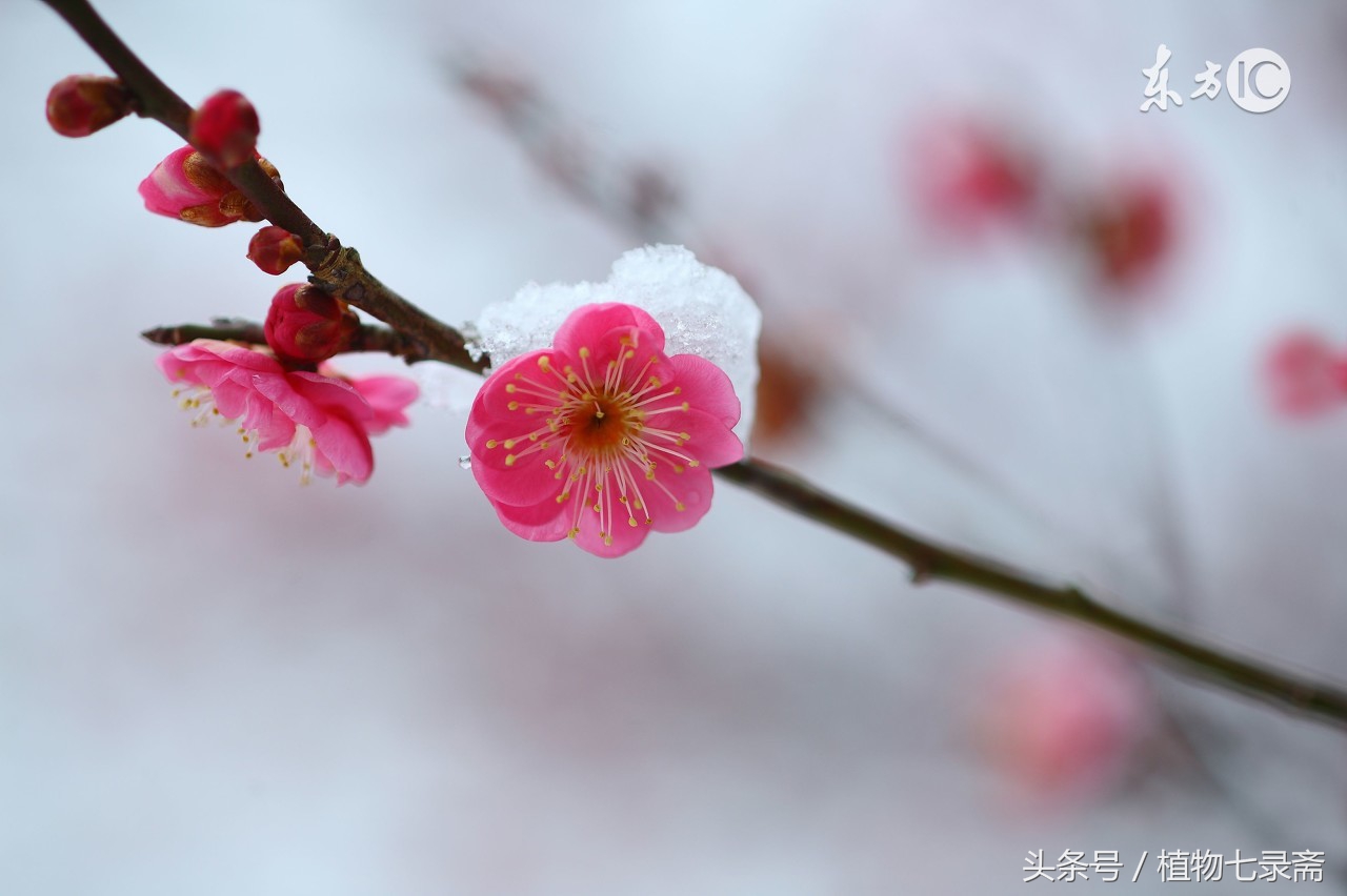 养花嫁接技巧大全视频教程,什么样的花合适嫁接
