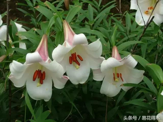 地栽百合花种球会自己繁殖吗,百合花的栽培视频