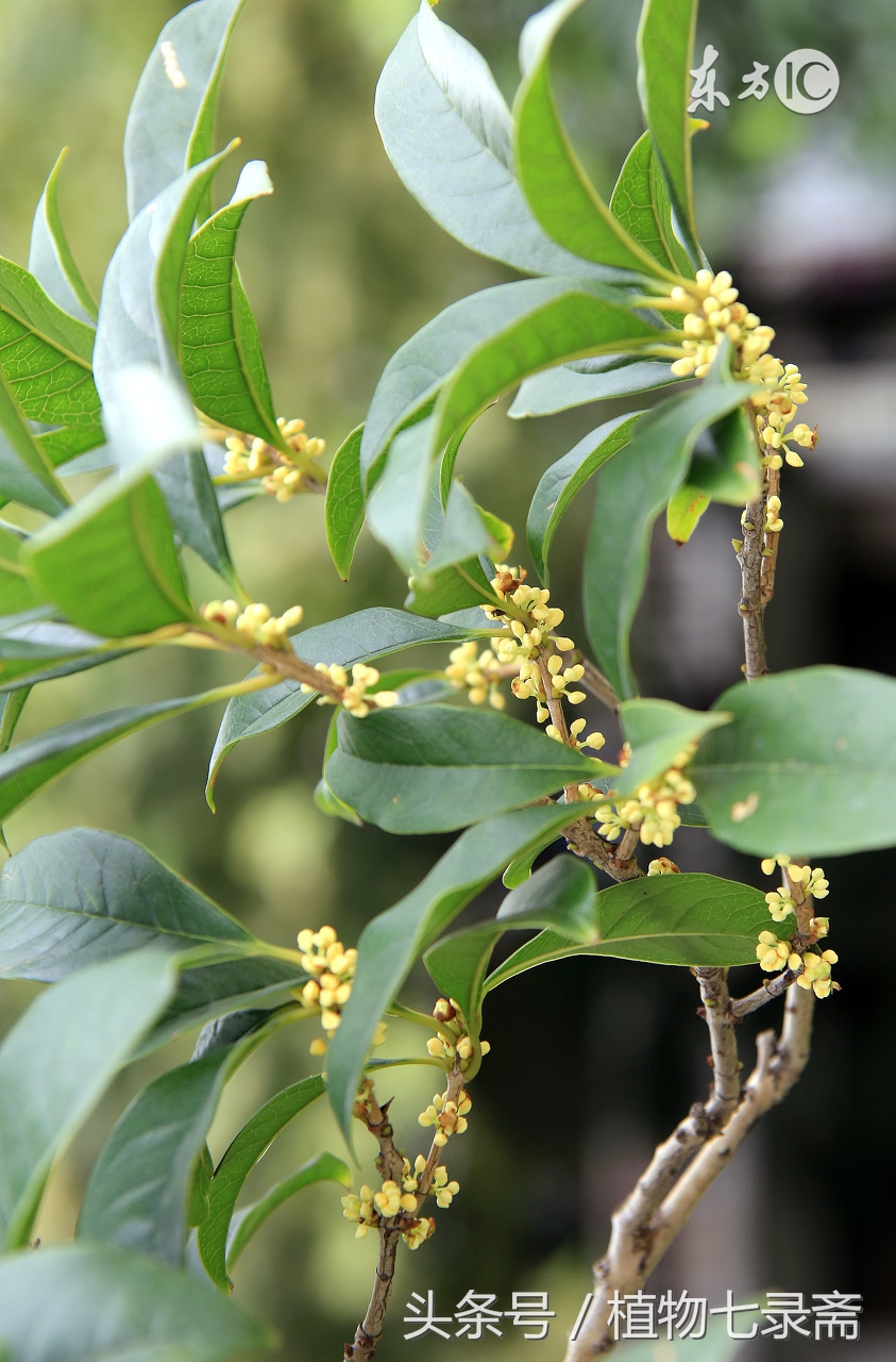 养花嫁接技巧大全视频教程,什么样的花合适嫁接