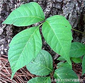 密密麻麻的飞虫怎么治,生活知识隐翅虫有毒切勿直接拍打