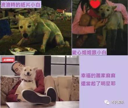 萧敬腾领养狗狗,萧敬腾领养孩子