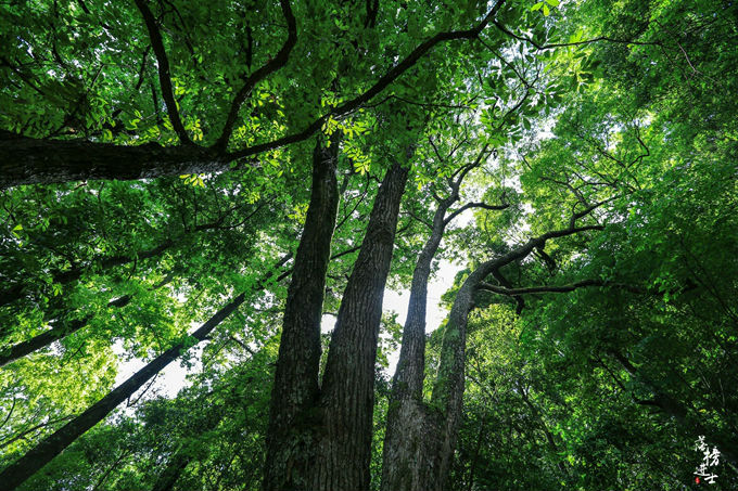 哪儿有原始森林拍照的景区,冬天合适拍照的原始森林