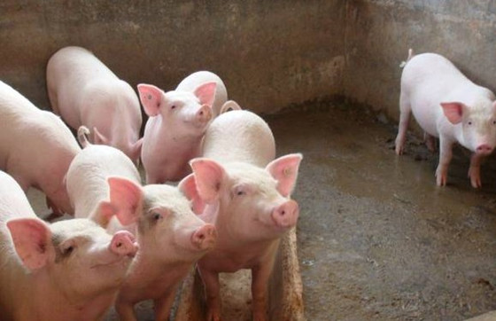 养猪技术篇——猪霉菌性肺炎的预防和治疗方案