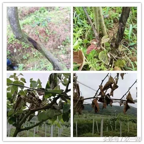 植保行家魏明：一堂讲课引发的一次远行