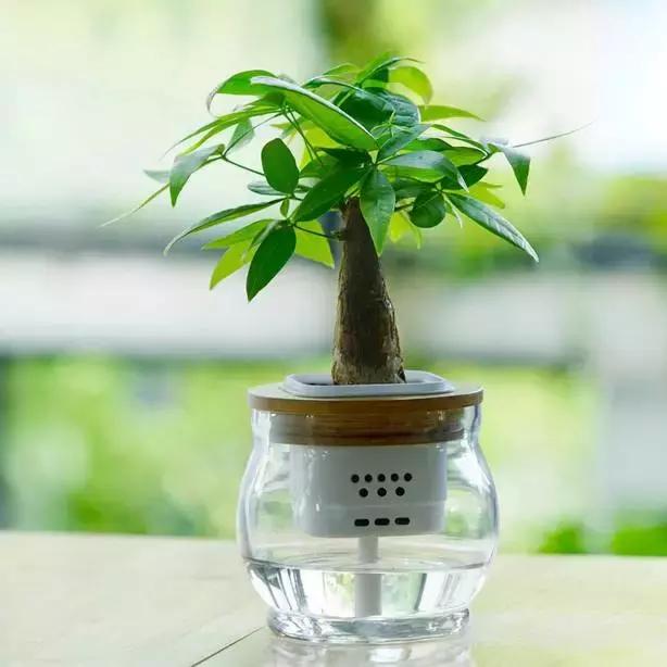 姘村煿鐜夋爲妞嶇墿,鐩嗘牻鐨勯搧鏍戝彲浠ユ按鍩瑰悧