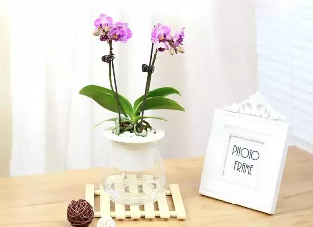 姘村煿鐜夋爲妞嶇墿,鐩嗘牻鐨勯搧鏍戝彲浠ユ按鍩瑰悧