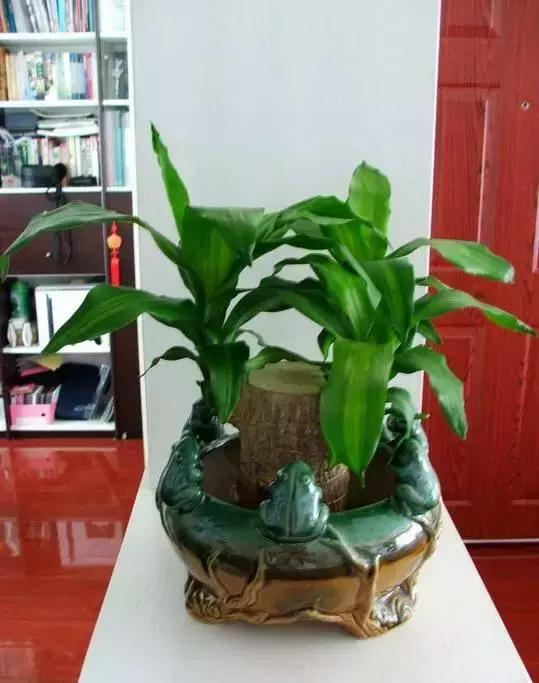 姘村煿鐜夋爲妞嶇墿,鐩嗘牻鐨勯搧鏍戝彲浠ユ按鍩瑰悧