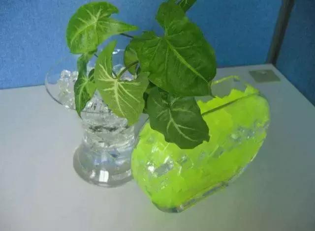 姘村煿鐜夋爲妞嶇墿,鐩嗘牻鐨勯搧鏍戝彲浠ユ按鍩瑰悧