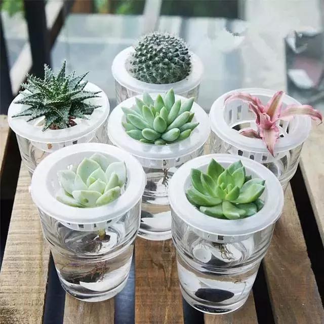 姘村煿鐜夋爲妞嶇墿,鐩嗘牻鐨勯搧鏍戝彲浠ユ按鍩瑰悧