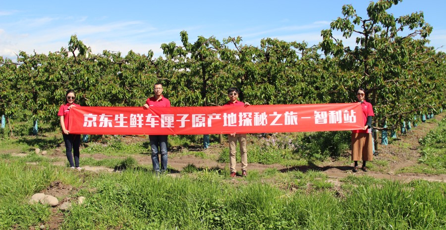 2018年智利车厘子为何大量引入,智利车厘子的发展史