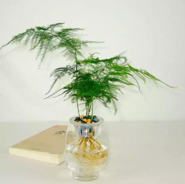 姘村煿鐜夋爲妞嶇墿,鐩嗘牻鐨勯搧鏍戝彲浠ユ按鍩瑰悧