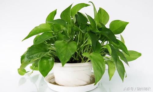 家里装修的味道怎么去除,除甲醛净化器怎么有臭味