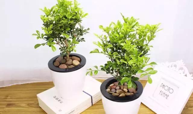 姘村煿鐜夋爲妞嶇墿,鐩嗘牻鐨勯搧鏍戝彲浠ユ按鍩瑰悧