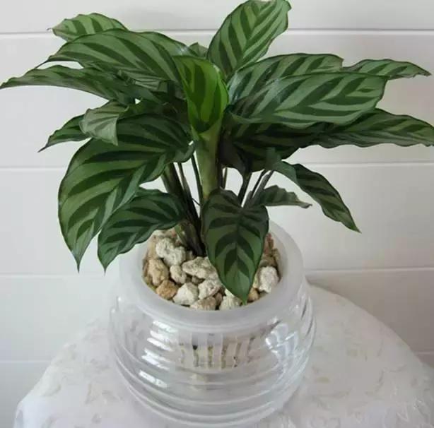 姘村煿鐜夋爲妞嶇墿,鐩嗘牻鐨勯搧鏍戝彲浠ユ按鍩瑰悧