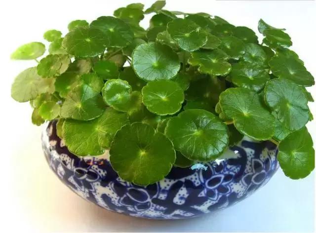 姘村煿鐜夋爲妞嶇墿,鐩嗘牻鐨勯搧鏍戝彲浠ユ按鍩瑰悧