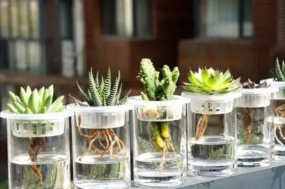 姘村煿鐜夋爲妞嶇墿,鐩嗘牻鐨勯搧鏍戝彲浠ユ按鍩瑰悧