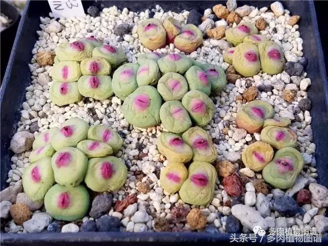 肉锥蜕皮要注意什么,蜕皮期的肉锥怎么服盆