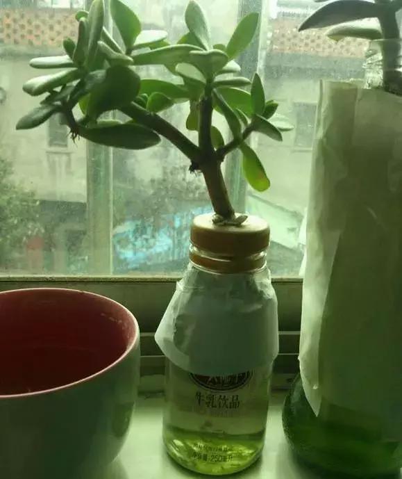 姘村煿鐜夋爲妞嶇墿,鐩嗘牻鐨勯搧鏍戝彲浠ユ按鍩瑰悧