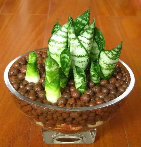 姘村煿鐜夋爲妞嶇墿,鐩嗘牻鐨勯搧鏍戝彲浠ユ按鍩瑰悧