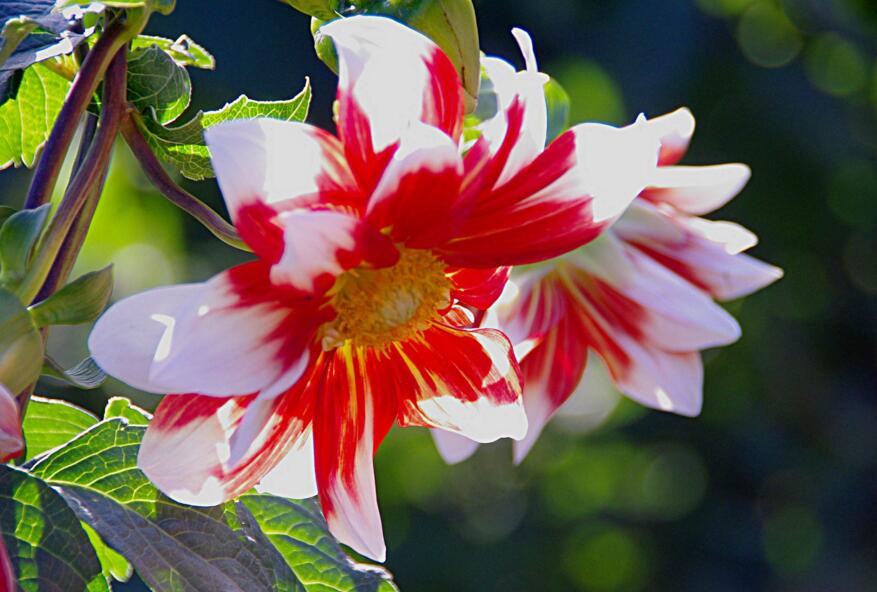 自制万能自动浇花神器,自动浇花神器自制