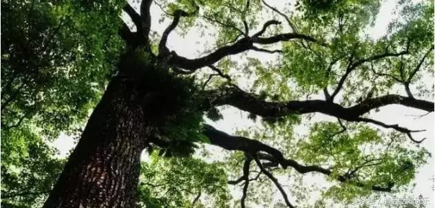 英德沙口的老乡，你们记忆中的家乡是不是这样的？