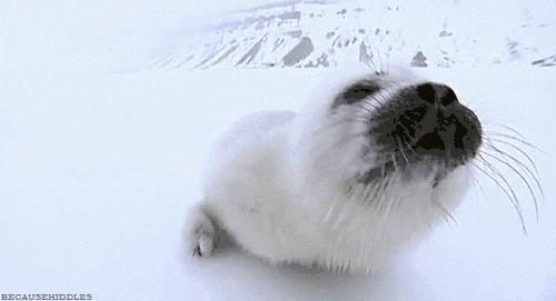 卖萌简直不能忍，它才是网红界NO.1