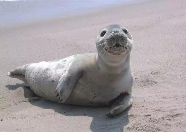 卖萌简直不能忍，它才是网红界NO.1