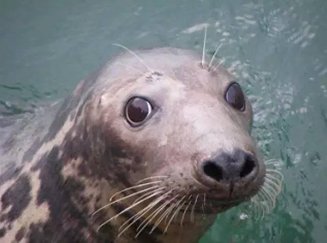 卖萌简直不能忍，它才是网红界NO.1