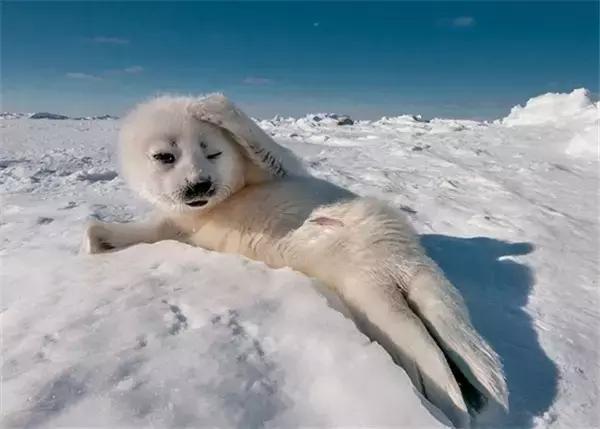 卖萌简直不能忍，它才是网红界NO.1