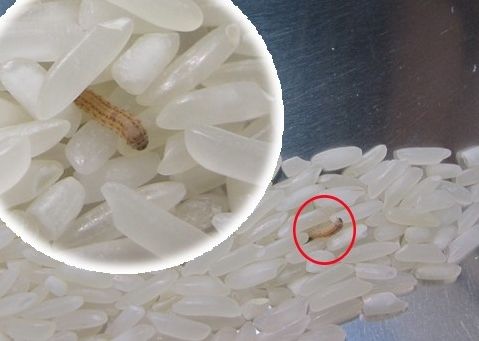 夏天米面爱生虫怎样保存,夏天米面老出蛾子怎么办