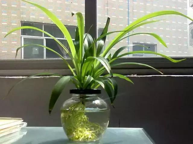 姘村煿鐜夋爲妞嶇墿,鐩嗘牻鐨勯搧鏍戝彲浠ユ按鍩瑰悧