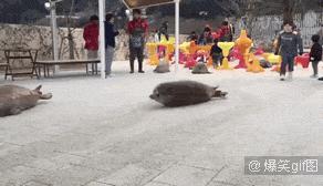 卖萌简直不能忍，它才是网红界NO.1