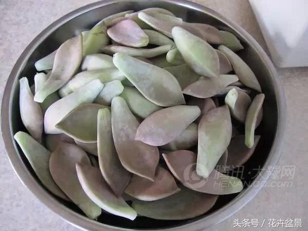 嘴馋了，摘盆花儿来尝尝，第一盆花卉佳肴就闻所未闻