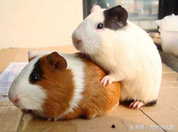 怎么挑选性格好粘人的荷兰猪,荷兰猪粮食怎么挑选视频