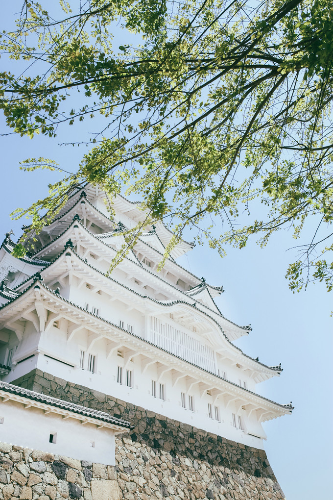 紫藤花开的季节去看锦鲤成了精，据说转发会有好运