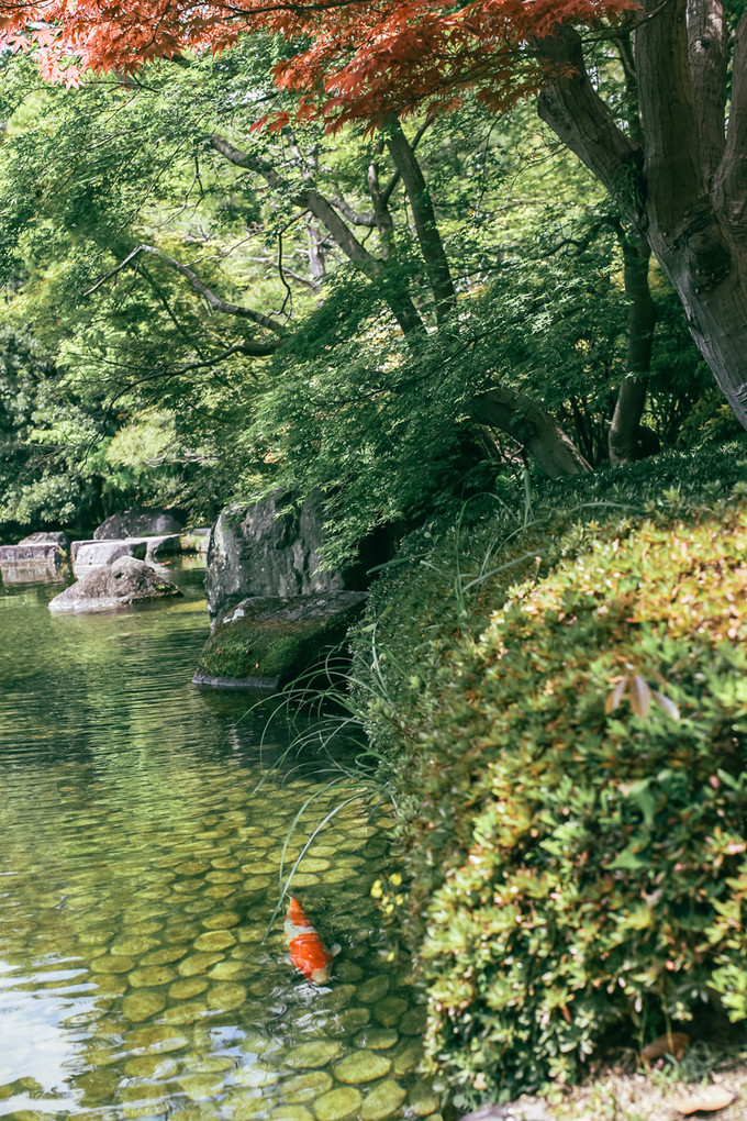 紫藤花开的季节去看锦鲤成了精，据说转发会有好运