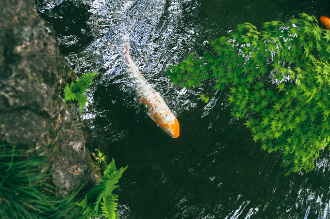 紫藤花开的季节去看锦鲤成了精，据说转发会有好运