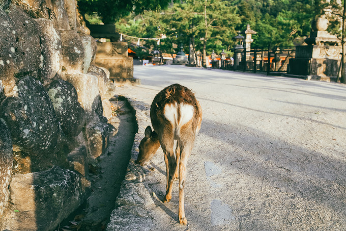 紫藤花开的季节去看锦鲤成了精，据说转发会有好运