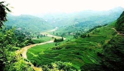 魔芋最好品种,市场价值最高的魔芋品种