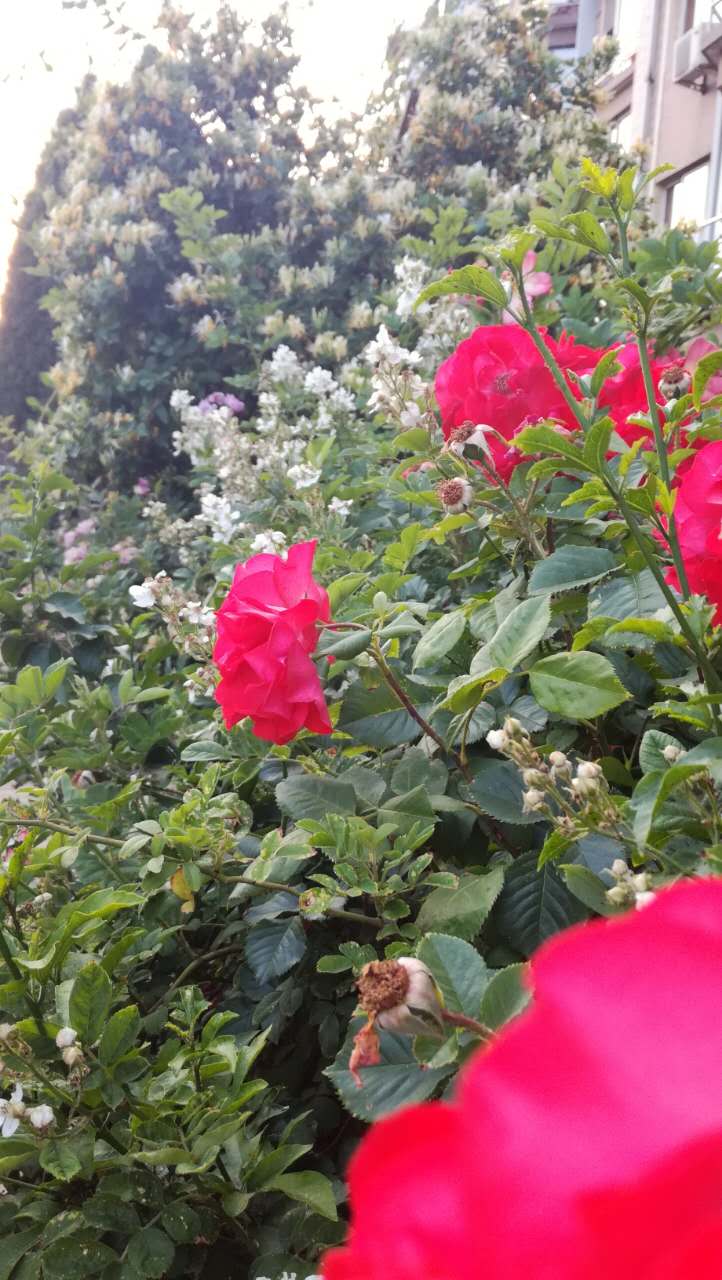 大连居民小区物业业主自管,大连某小区