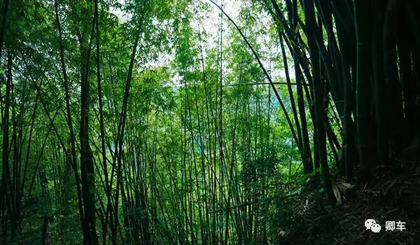 36元起！端午和陈柏霖、林依晨探索高山林海秘境，竹海漫步！