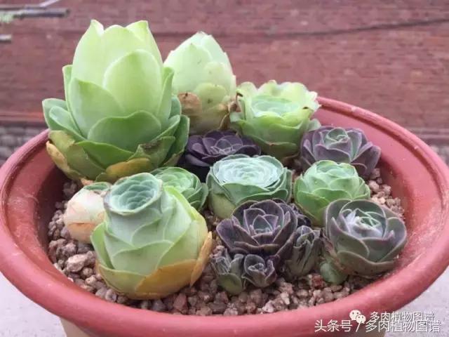 如何判断山地玫瑰是缺水还是休眠,山地玫瑰休眠之后浇水了怎么办