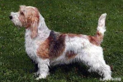 法国国王的狗狗，连狼都敢捕！可惜狼少了，狗也少了